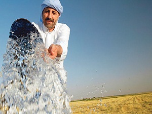 GAP devreye girdi buğday üretimi yüzde 113 arttı