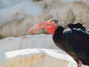 Kelaynaklar özgürlüğe kanat çırpıyor