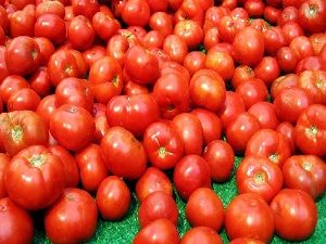 Domatesin fiyatı serada 15 kuruş