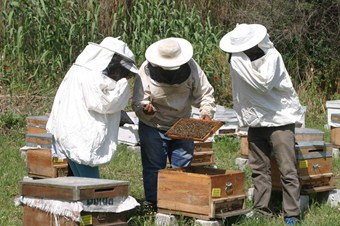 Kas hastalıklarına arı zehri ile tedavi