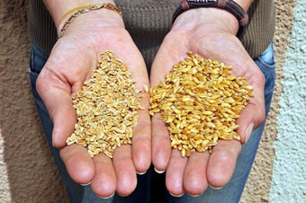 Dünyaca ünlü bilimadamları buğdaydaki 'sarı pas' hastalığını konuşacak