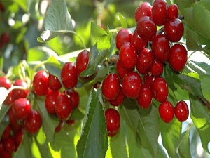 Don, kirazda rekolteyi düşürdü