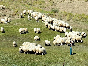 Aylık 2 bin 500 liraya çalışacak çoban bulamıyor