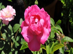 Gülden 4 milyon 700 bin lira gelir