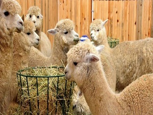 Alpaka develeri Türkiye'yi sevdi