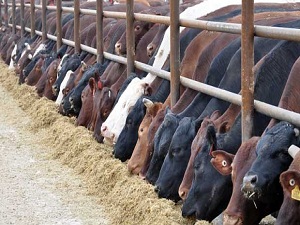 Sınır illerinde ‘Afrika hastalığı’ paniği