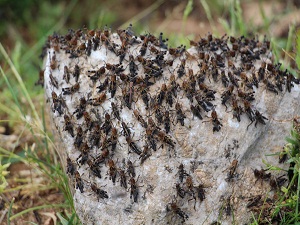 Çekirgeler 5 yıllık geleneklerini bozmadı