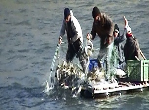 Murat Nehri ekmek kapıları oldu