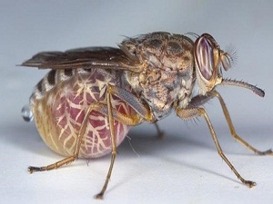 Türk bilimci çeçe sineğinin sırrını çözdü