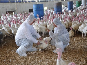 Türkiye'de en çok hindi Manisa'da yetiştiriliyor