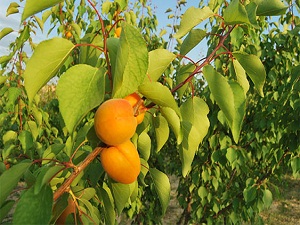 Zirai don riskine dayanıklı kayısı yetiştirilecek