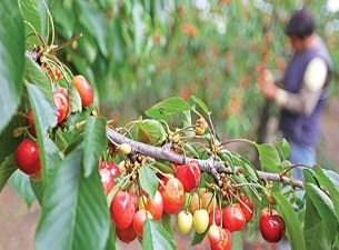 Dolu kirazı da vurdu