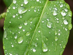 Yağışlar devam edecek