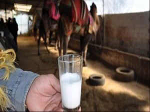 Müezzinoğlu: Deve sütü içmeyin