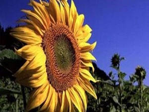 Ayçiçeğinde kesin alım fiyatları açıklandı