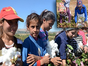 Çapa mevsimi gelince eğitim bitti