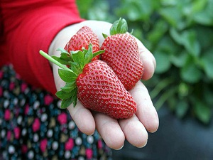 Fiyatlar Düşünce Çilek Üreticisi Dertlendi