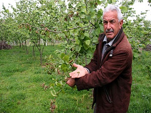 Soğuk, kayısı ve cevizi vurdu