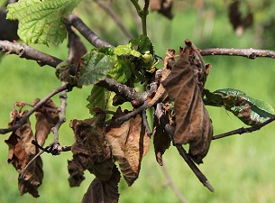 Don 20 ilde ceviz üreticisini vurdu