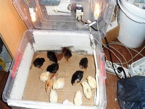 Tavuğa kızdı kuluçka makinesi yaptı