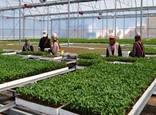 Bafra, Karadeniz'in fide üssü oluyor