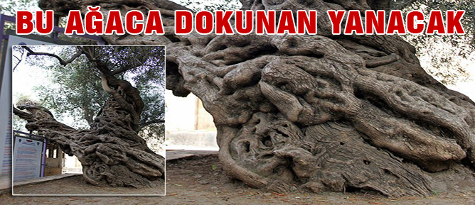 Bu ağaca dokunan yanacak