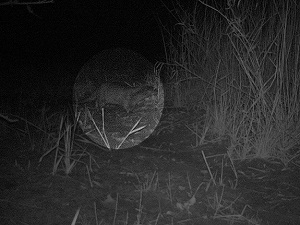 Su samuru fotokapanla görüntülendi