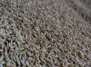 Pirincin başkentinde çeltik ekimi başladı