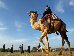 MERS-CoV'dan korunmak için deve uyarısı