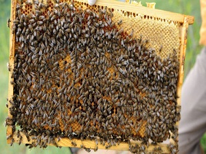 Mantar zehirlenmelerini arılar önleyecek