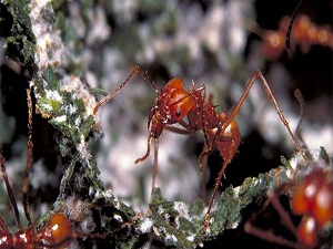 Allah, karıncalar eliyle şifa dağıtıyor