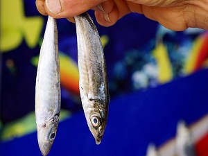 Kültür balıkları sağlık açısından risk taşımıyor