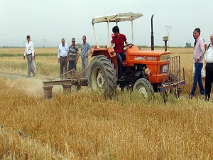 Çukurova’da buğdayı kuraklık vurdu; rekolte yüzde 50 düştü