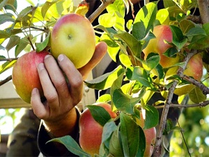 En çok tarım ilacı bu gıdalarda