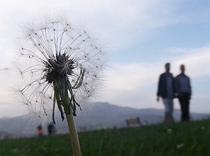 Yaz polenleri göz rahatsızlıklarını artırıyor