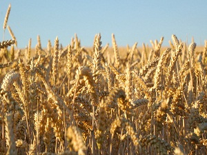 Küresel ısınma tarım ürünlerini bozuyor