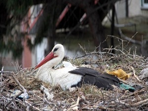 Leylekler için elektrik direkleri yer altına alınacak