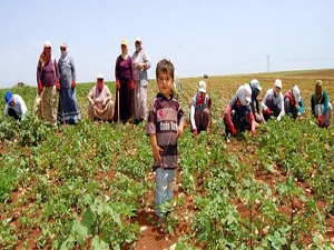 Şanlıurfa'da 4 bin 300 çocuk işçisi var