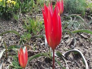 Spil'in lalelerini koparmanın cezası 34 bin lira