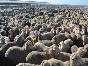 Karadeniz'de yayla göçü sürüyor