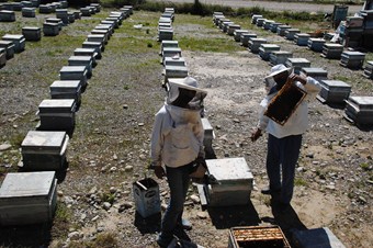 Ucuz bal reklamları, tüketiciyi kaliteli ve nitelikli bal bulmaya yöneltti