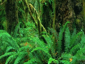 Biyolojik çeşitliliğe süper koruma