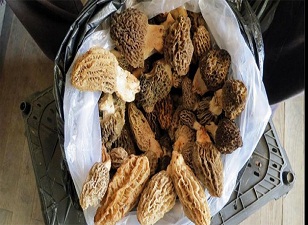 Kurusu 800 TL yaşı 70 TL'ye satılıyor