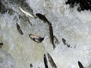 İnci kefali için göç mevsimi