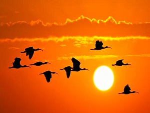 Türkiye'den 5 milyar göçmen kuş geçiyor