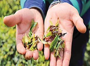 Dondan zarar gören çiftçiler için devrede