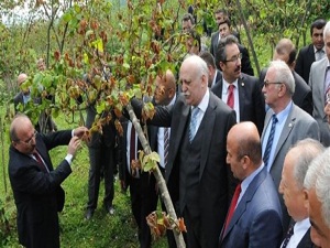 Fındıktaki don zararı omuz omuza sarılacak