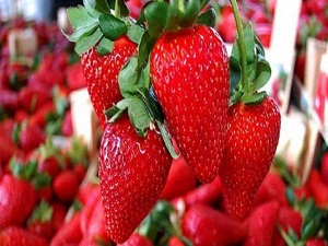 Alıcı çok, üretici yok