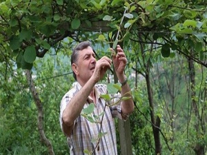 Kivi, çiftçinin ek gelir kapısı