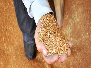 Hububat üreticilerine toprak analizi uyarısı